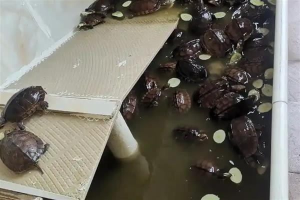 让龟苗安全过冬的方法，投喂足够的饲料有助它积累营养