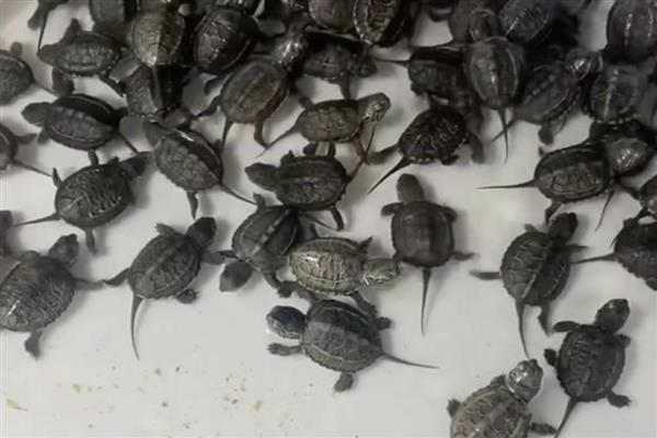 让龟苗安全过冬的方法，投喂足够的饲料有助它积累营养