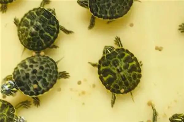 让龟苗安全过冬的方法，投喂足够的饲料有助它积累营养