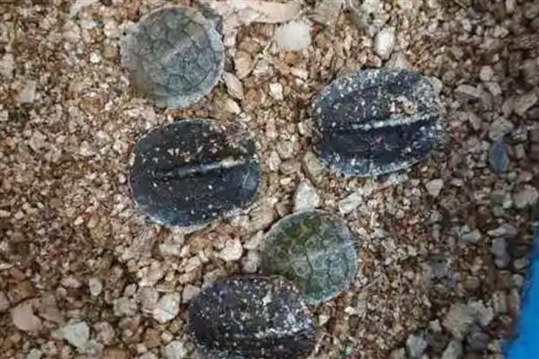 让龟苗安全过冬的方法，投喂足够的饲料有助它积累营养