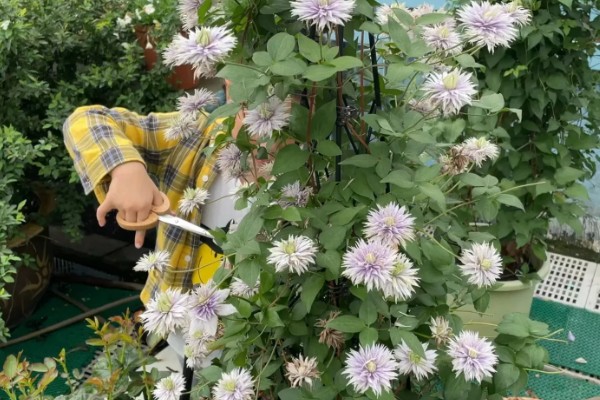 铁线莲怎样搭架子，材料包括铁丝、木条等