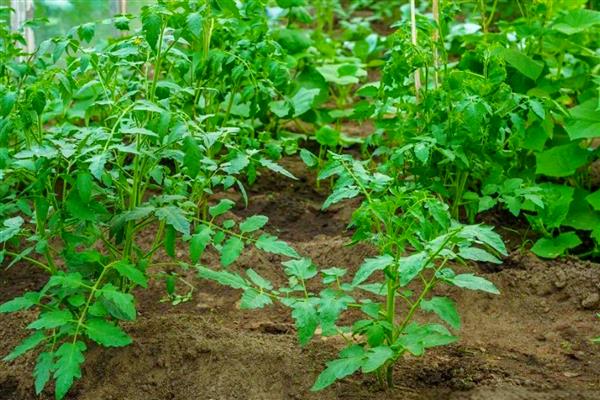 西红柿什么时候种植,春季种植时间为2-5月份
