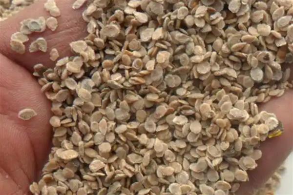 西红柿什么时候种植,春季种植时间为2-5月份