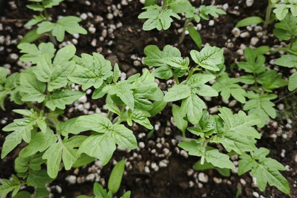 西红柿什么时候种植,春季种植时间为2-5月份