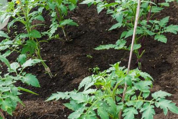 西红柿什么时候种植,春季种植时间为2-5月份