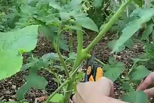 西红柿什么时候种植,春季种植时间为2-5月份