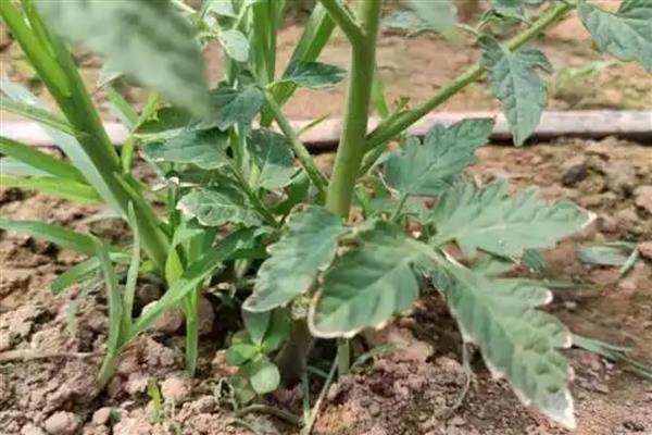 西红柿什么时候种植,春季种植时间为2-5月份