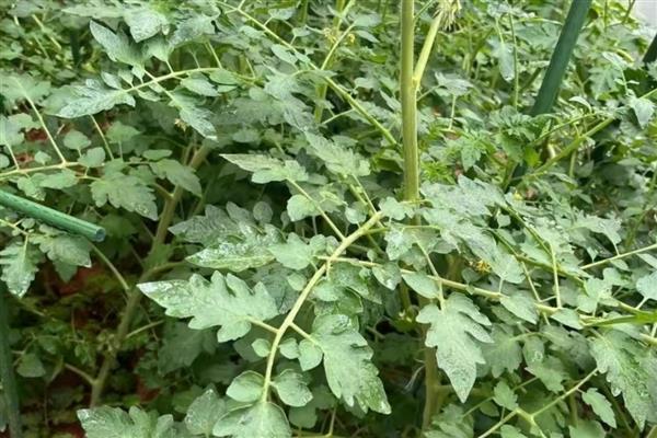 西红柿什么时候种植,春季种植时间为2-5月份