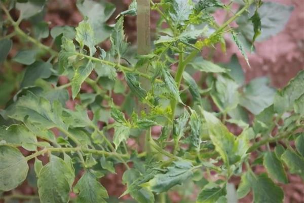 西红柿什么时候种植,春季种植时间为2-5月份