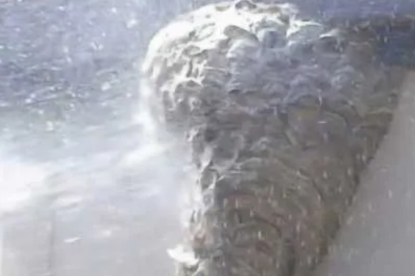 牛角蜂怎么消灭,可以套袋摘巢也可焚毁蜂巢等