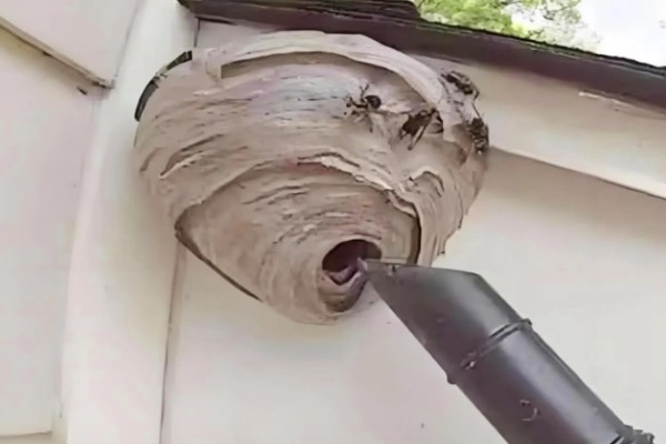 牛角蜂怎么消灭,可以套袋摘巢也可焚毁蜂巢等