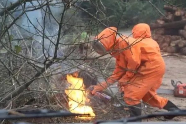 牛角蜂怎么消灭,可以套袋摘巢也可焚毁蜂巢等