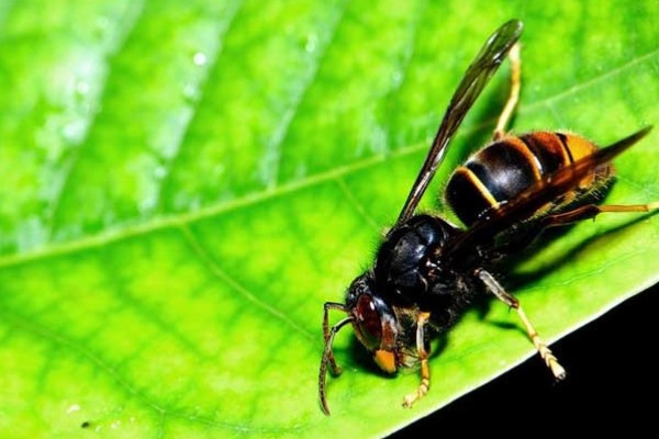 牛角蜂怎么消灭,可以套袋摘巢也可焚毁蜂巢等