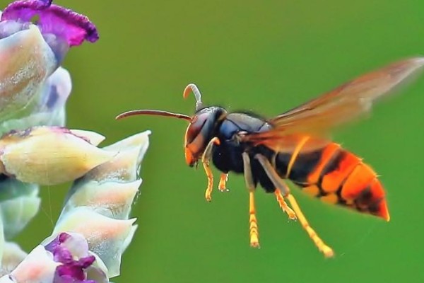 牛角蜂怎么消灭,可以套袋摘巢也可焚毁蜂巢等