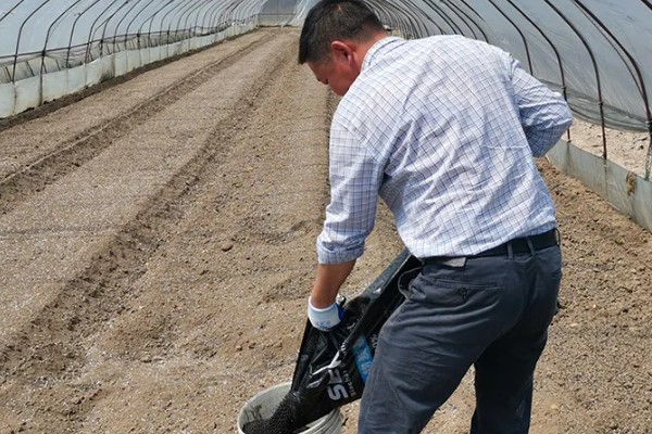 玉米怎么施肥，种肥可拌种、浸种、条施、穴施