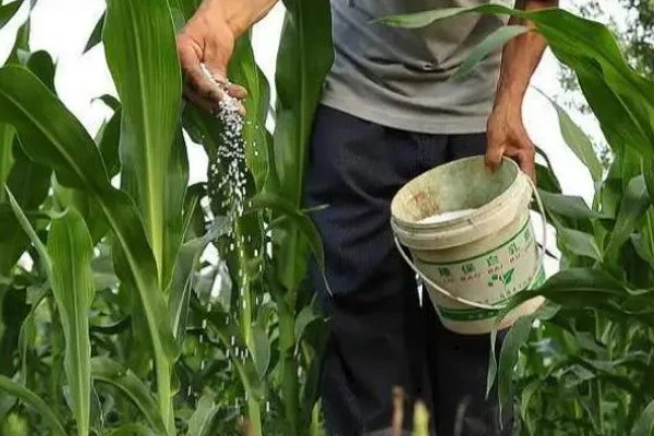 玉米怎么施肥，种肥可拌种、浸种、条施、穴施