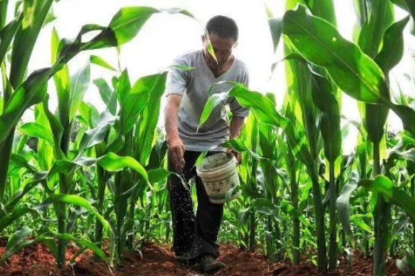 玉米怎么施肥，种肥可拌种、浸种、条施、穴施