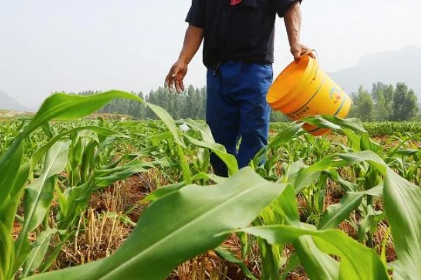 玉米怎么施肥，种肥可拌种、浸种、条施、穴施