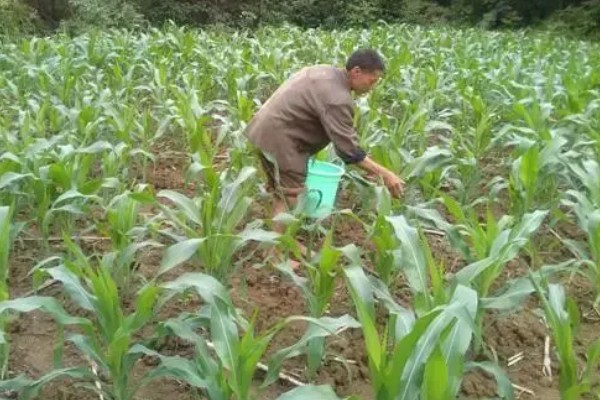 玉米怎么施肥，种肥可拌种、浸种、条施、穴施