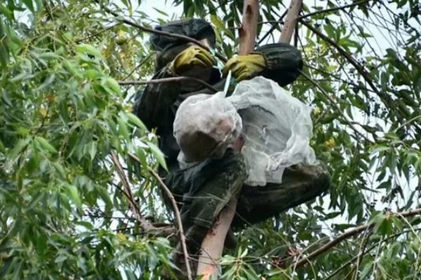 牛角蜂怎么消灭,可以套袋摘巢也可焚毁蜂巢等