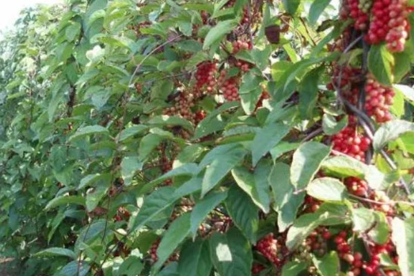 用什么土壤种植五味子，选择背阴坡深林边缘及疏林地