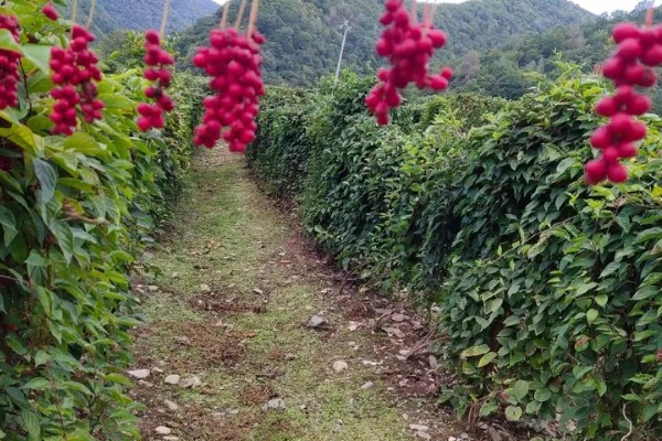用什么土壤种植五味子，选择背阴坡深林边缘及疏林地