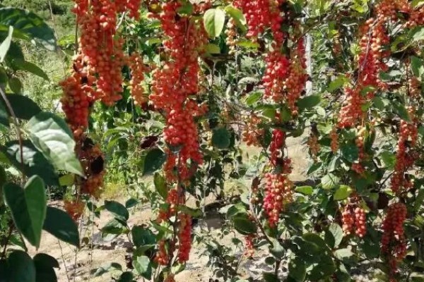 用什么土壤种植五味子，选择背阴坡深林边缘及疏林地