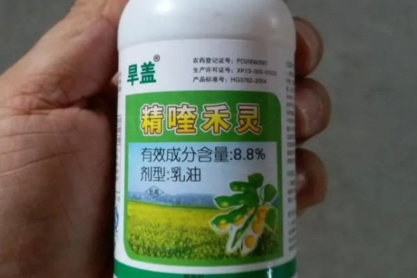 用什么土壤种植五味子，选择背阴坡深林边缘及疏林地