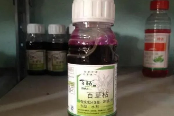 用什么土壤种植五味子，选择背阴坡深林边缘及疏林地