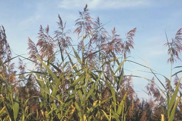 如何自制芦苇干花，可以用微波炉将其加热烤干