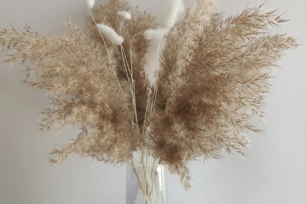 如何自制芦苇干花，可以用微波炉将其加热烤干