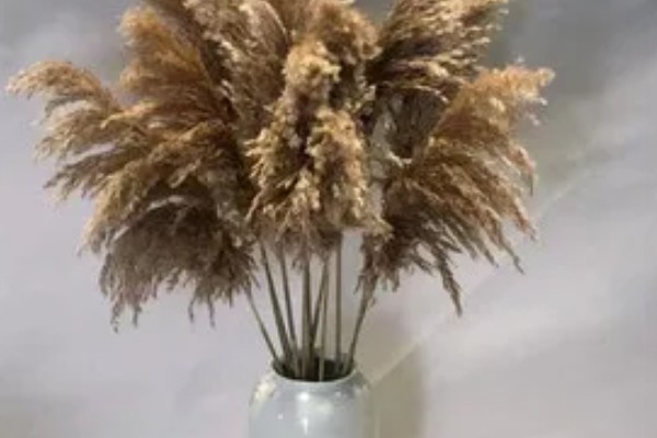 如何自制芦苇干花，可以用微波炉将其加热烤干