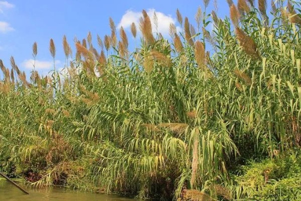 如何自制芦苇干花，可以用微波炉将其加热烤干