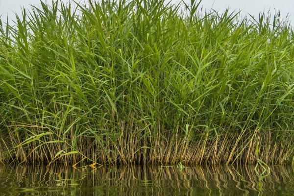 如何自制芦苇干花，可以用微波炉将其加热烤干