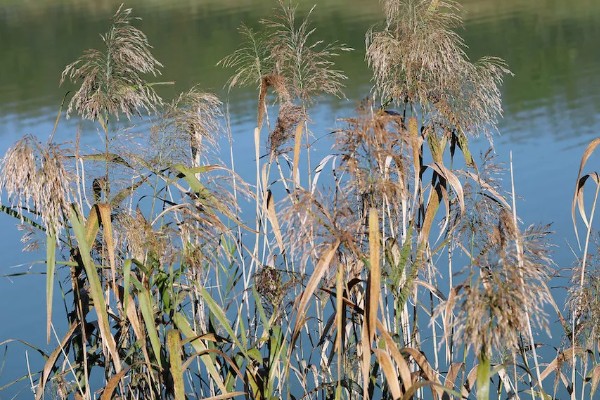 如何自制芦苇干花，可以用微波炉将其加热烤干