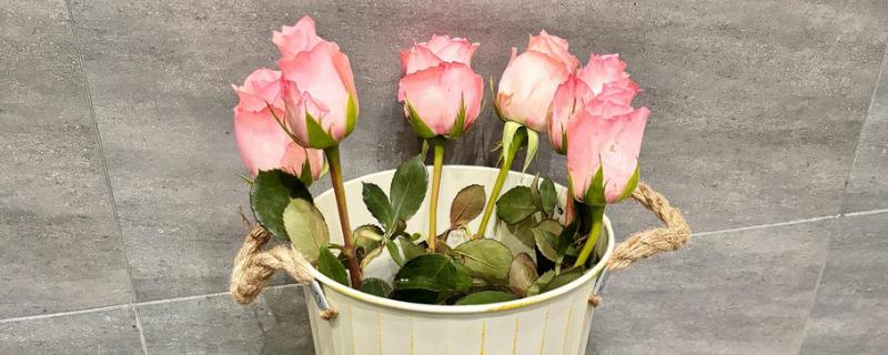 玫瑰怎么醒花，用清水浸泡3-6小时