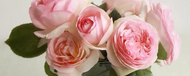 怎么养荔枝玫瑰，切忌施加浓肥