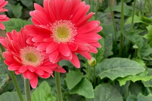 扶郎花有什么花语，代表互敬互爱、坚持乐观等含义