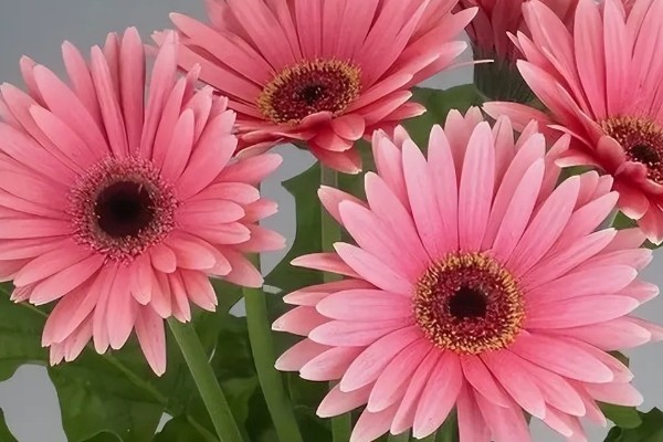 扶郎花有什么花语，代表互敬互爱、坚持乐观等含义