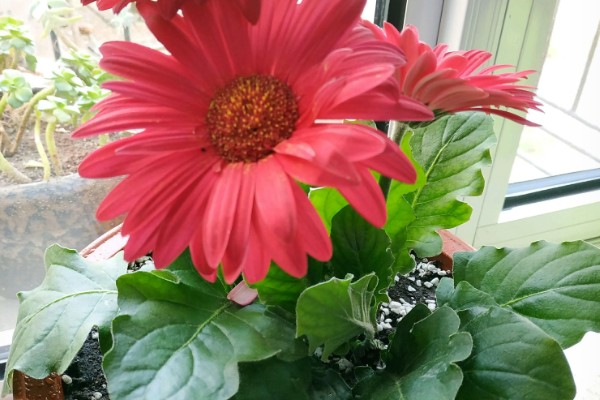 扶郎花有什么花语，代表互敬互爱、坚持乐观等含义