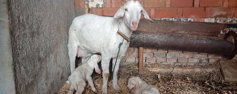 母羊产羔要多久，羊膜破裂后经过数分钟至30分钟左右就会生产