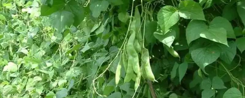 芸豆畸形的原因与解决方法，可能是喷洒了过敏药物所致