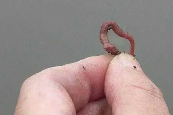 七星漂朝天钩的钓鱼技巧，一般来选择活饵比较合适