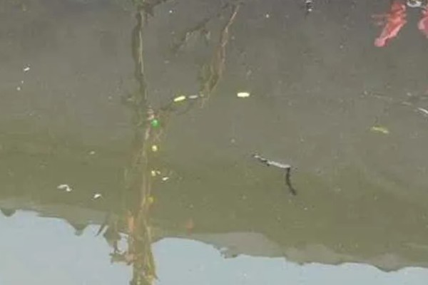 七星漂朝天钩的钓鱼技巧，一般来选择活饵比较合适