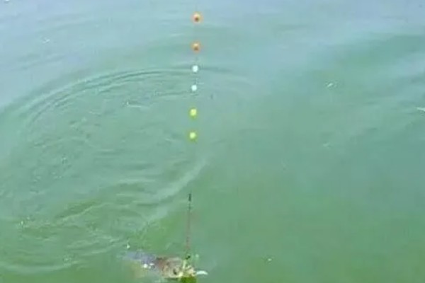 七星漂朝天钩的钓鱼技巧，一般来选择活饵比较合适