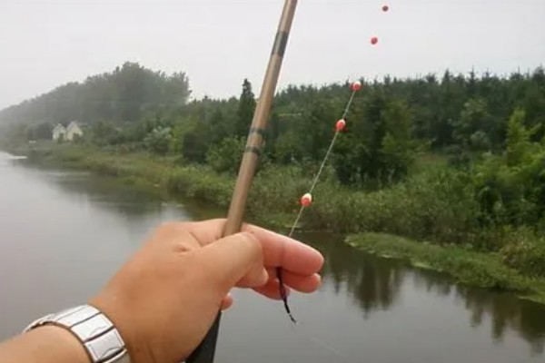 七星漂朝天钩的钓鱼技巧，一般来选择活饵比较合适