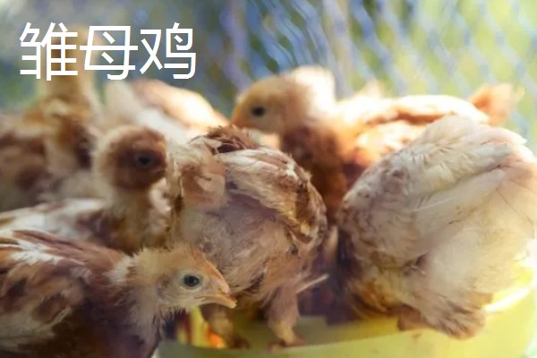 如何区分鸡公母，可通过外形和换羽速度而定