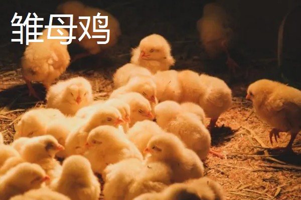 如何区分鸡公母，可通过外形和换羽速度而定