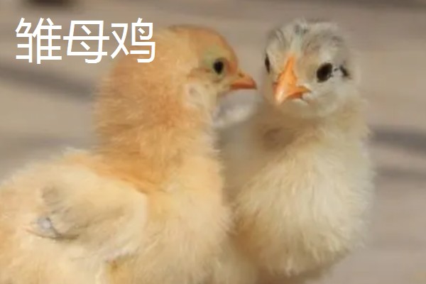 如何区分鸡公母，可通过外形和换羽速度而定