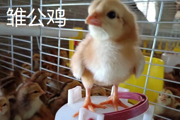 如何区分鸡公母，可通过外形和换羽速度而定